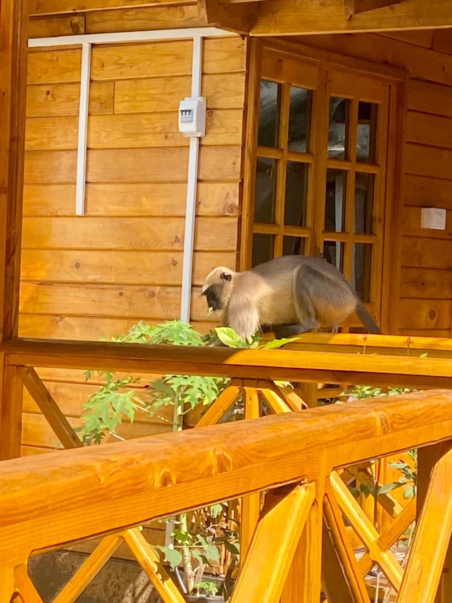 Chill Out Jasmine Restaurant Bar Rooms Palolem Exterior foto